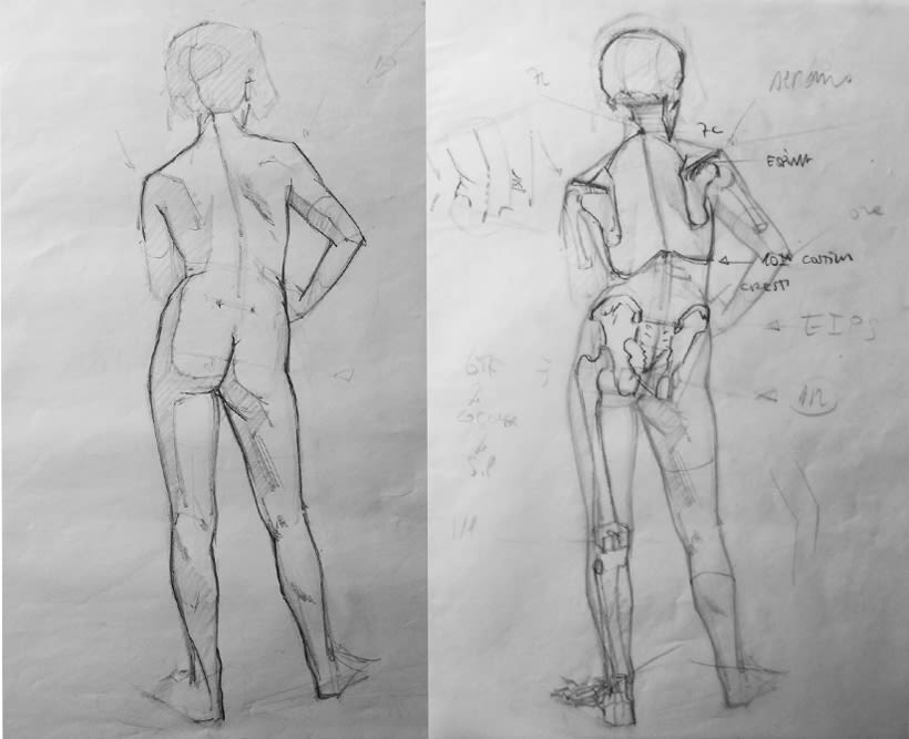 Dibujo Anatómico  1