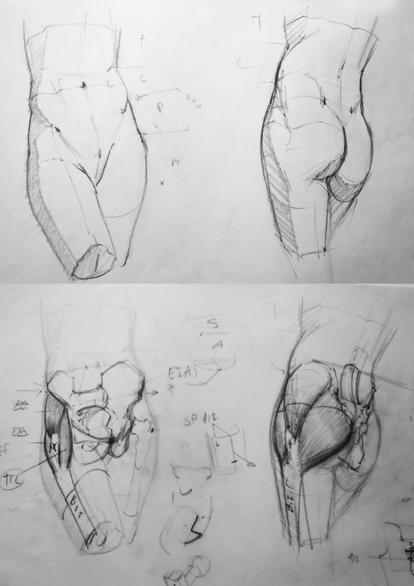 Dibujo Anatómico  2
