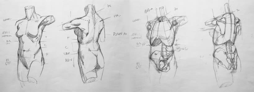 Dibujo Anatómico | Domestika