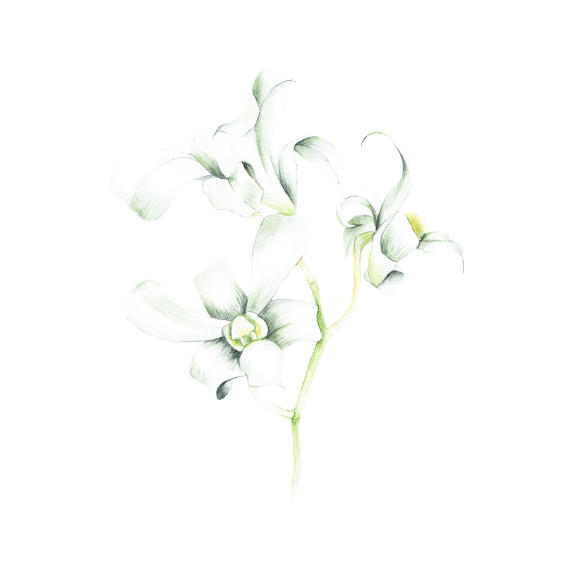 Flores botánica  9