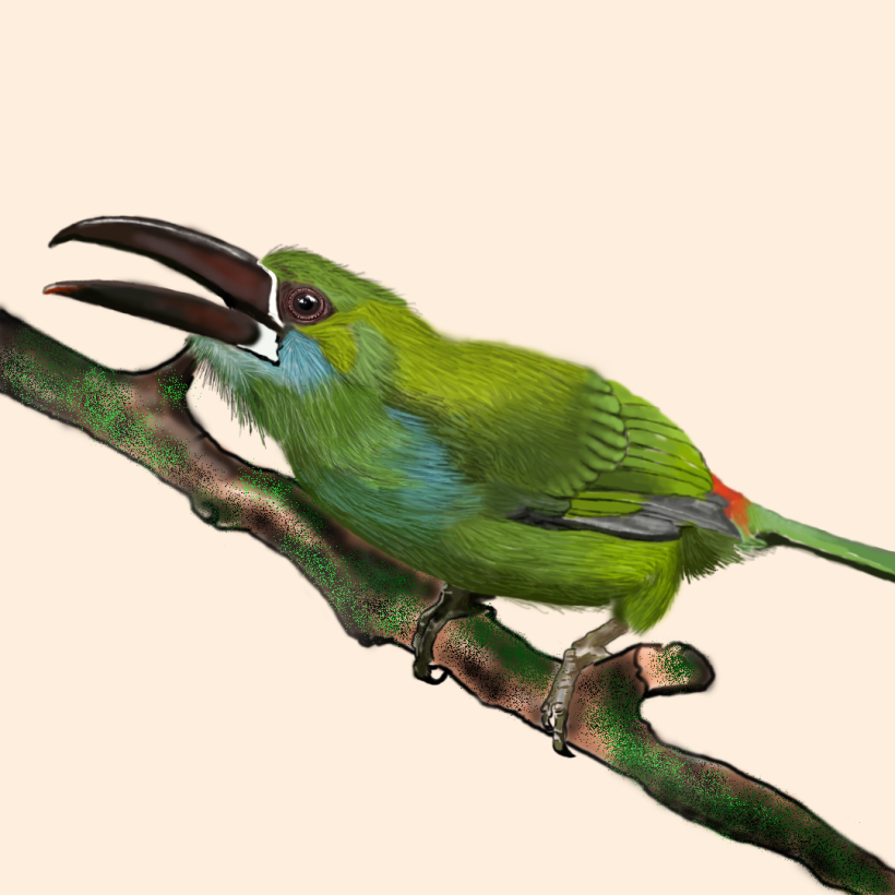 Aves - Biodiversidad 12