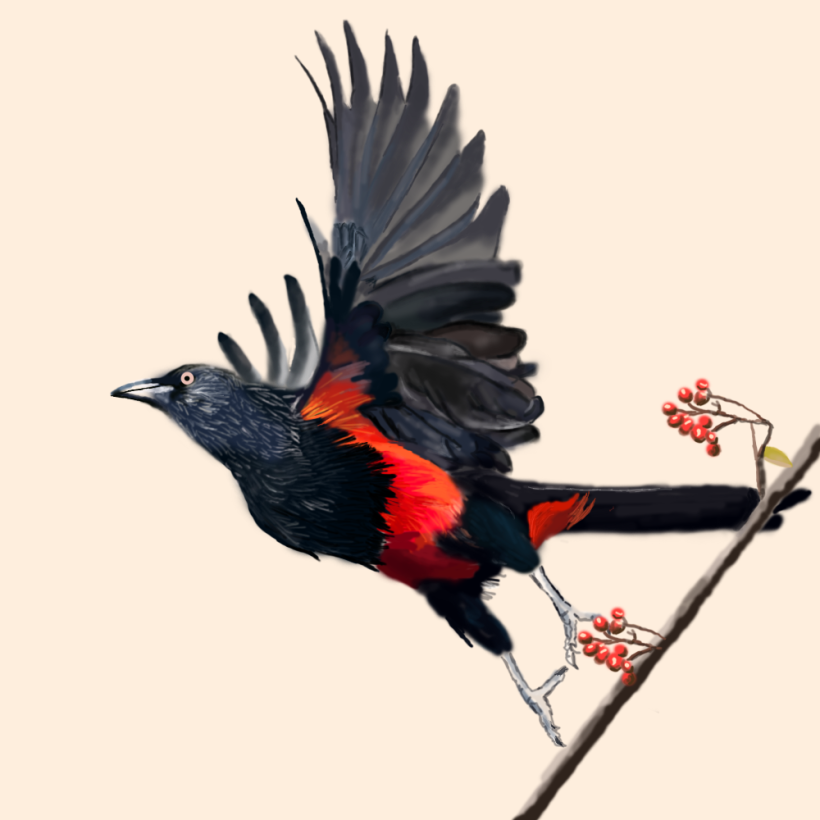 Aves - Biodiversidad 21