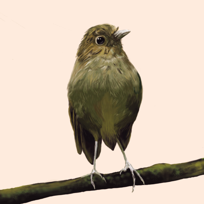 Aves - Biodiversidad 11
