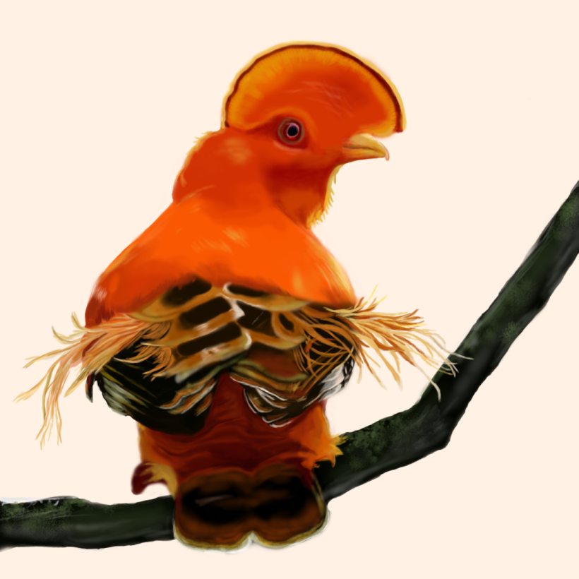 Aves - Biodiversidad 9