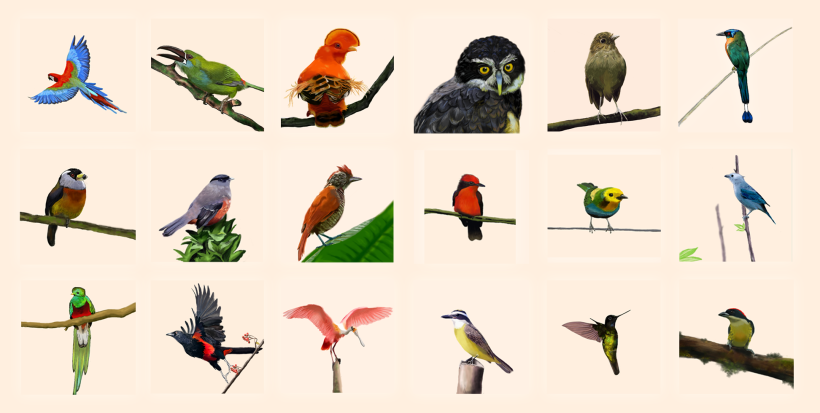 Aves - Biodiversidad 0
