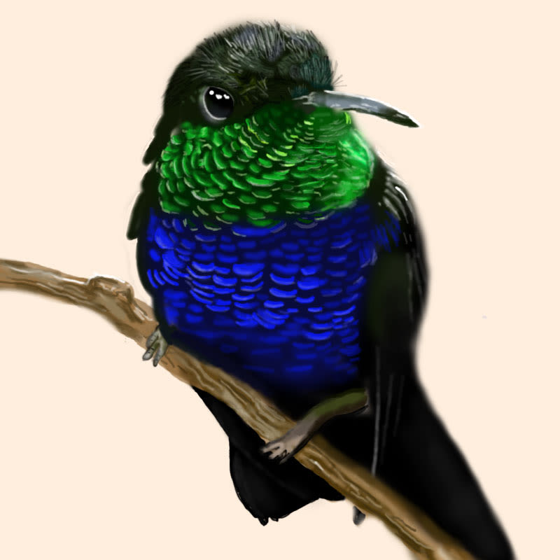 Aves - Biodiversidad 10