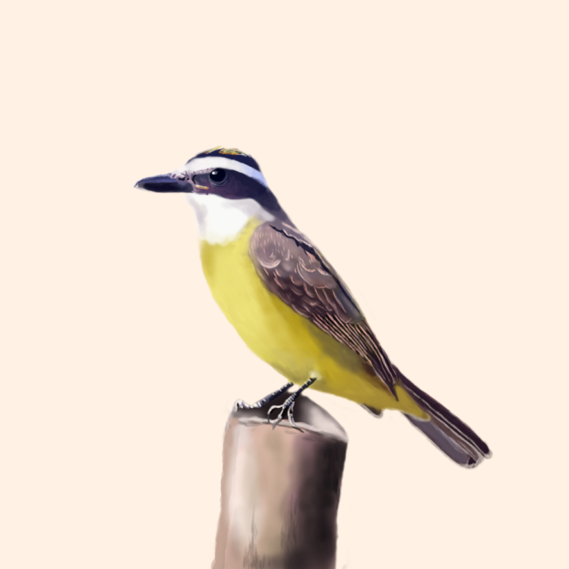 Aves - Biodiversidad 18