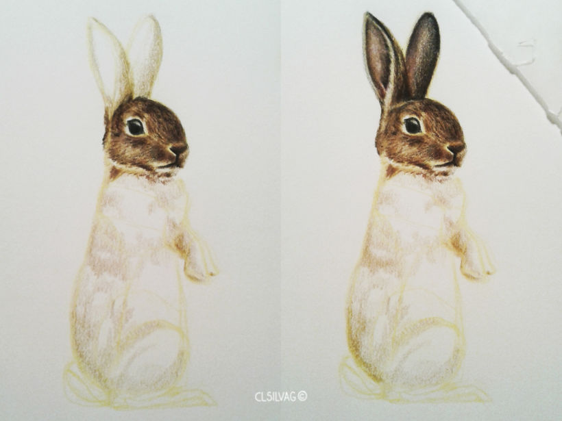 Rabbit Pattern Design  4