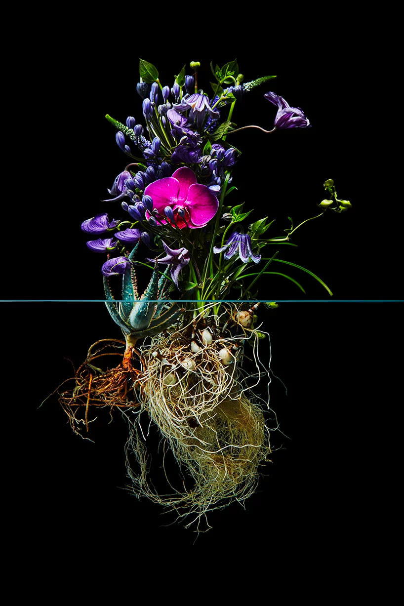 El contraste estético de las flores, por Azuma Makoto 3