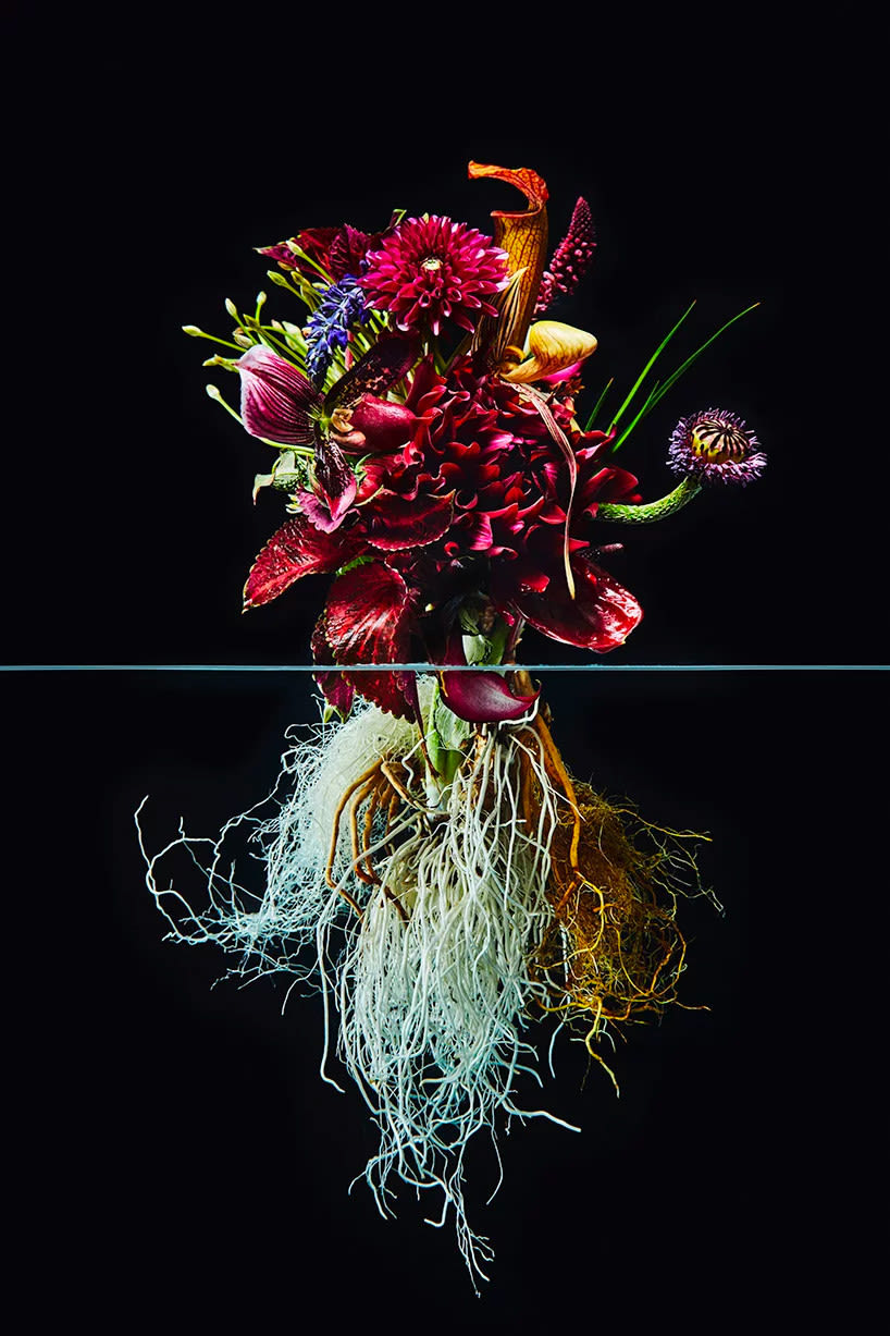El contraste estético de las flores, por Azuma Makoto 5
