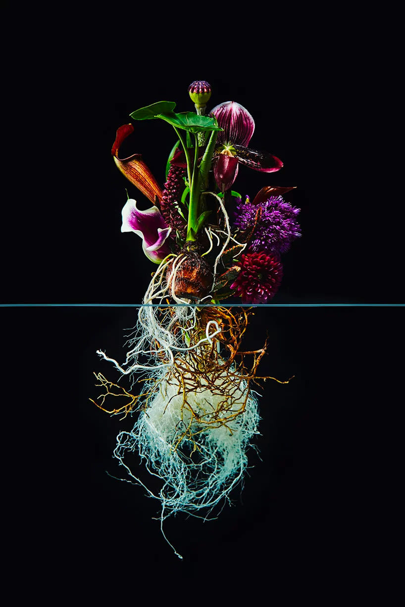 El contraste estético de las flores, por Azuma Makoto 8