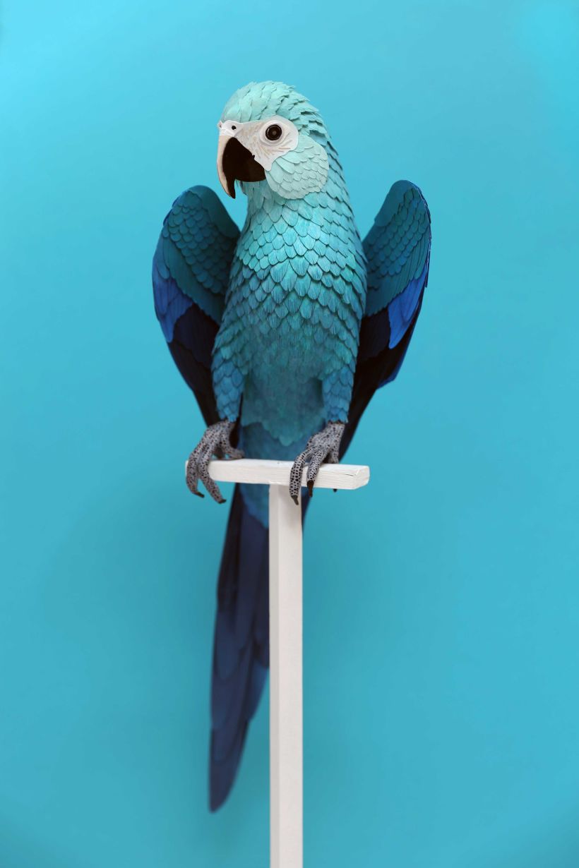 Spix macaw  0