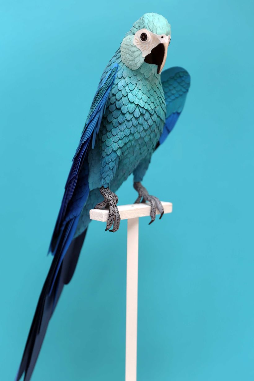 Spix macaw  1