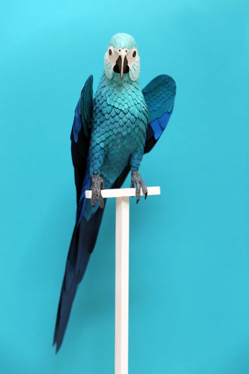 Spix macaw  2
