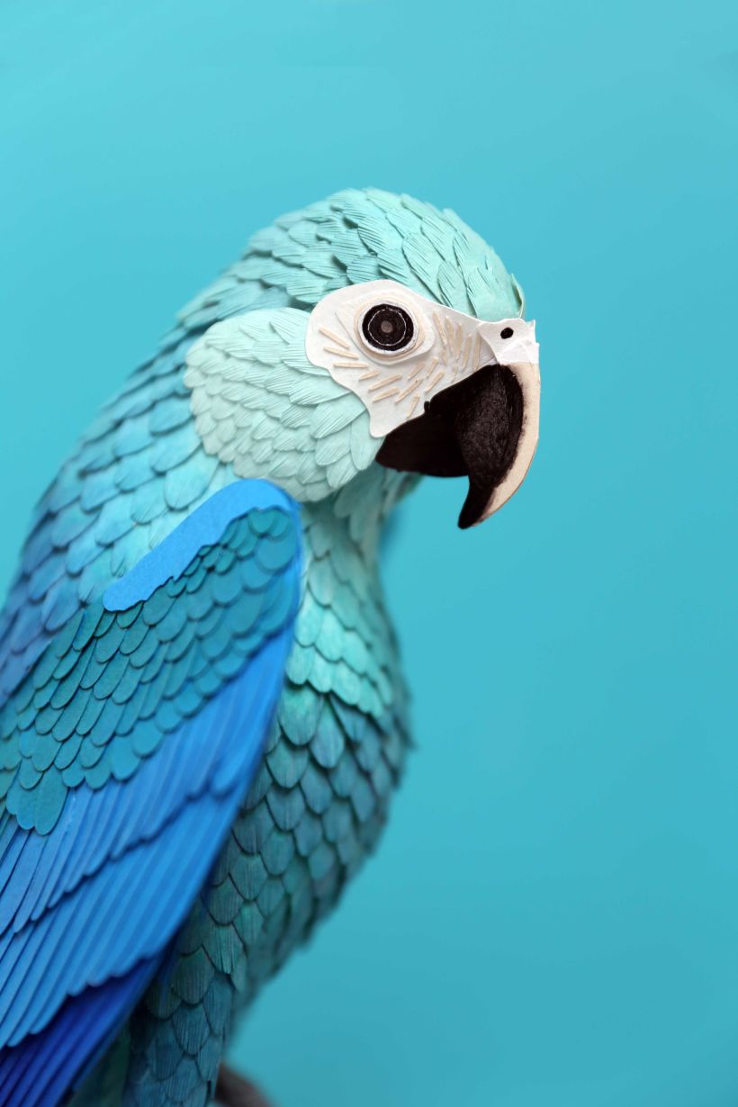 Spix macaw  3