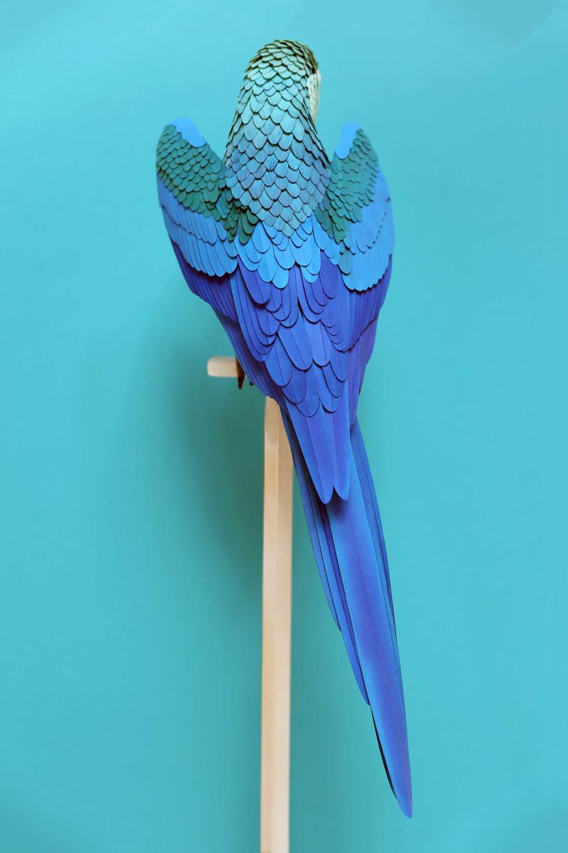 Spix macaw  4