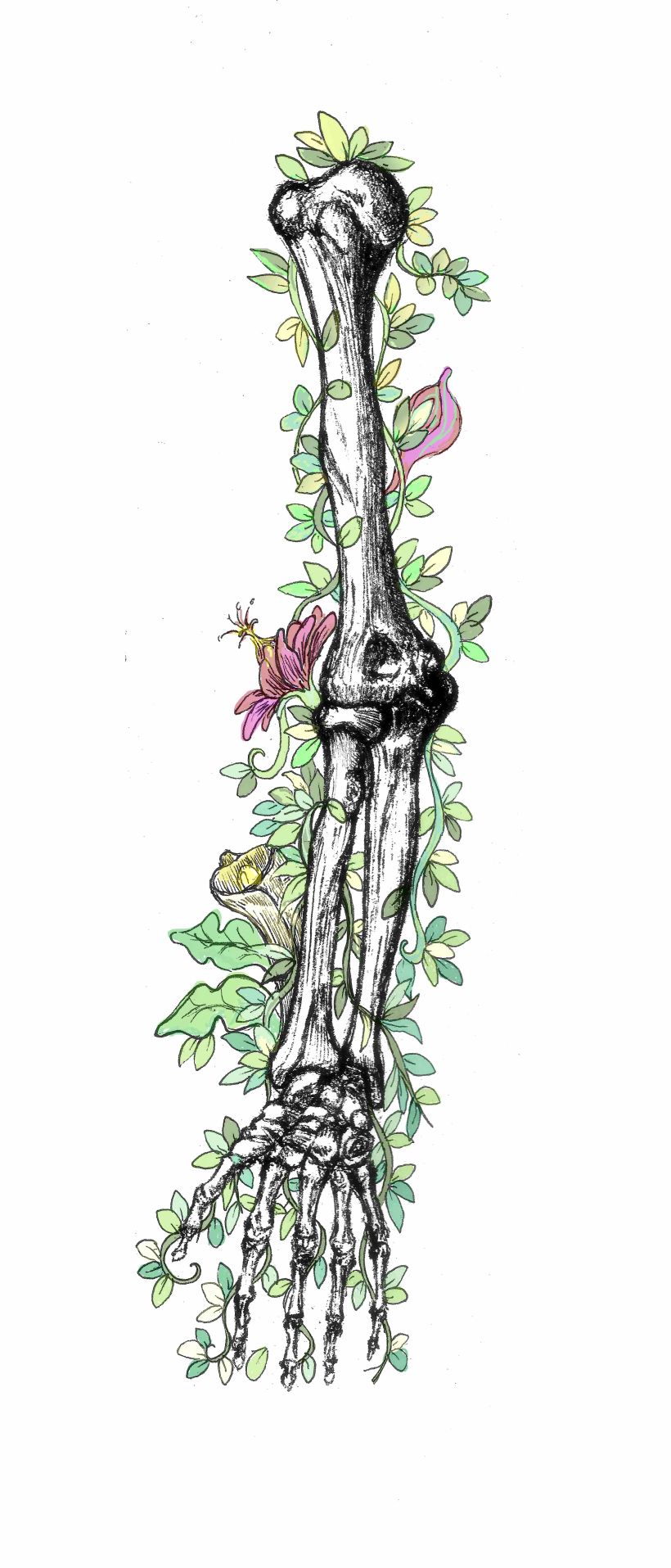 Anatomía viva... ilustrada 9