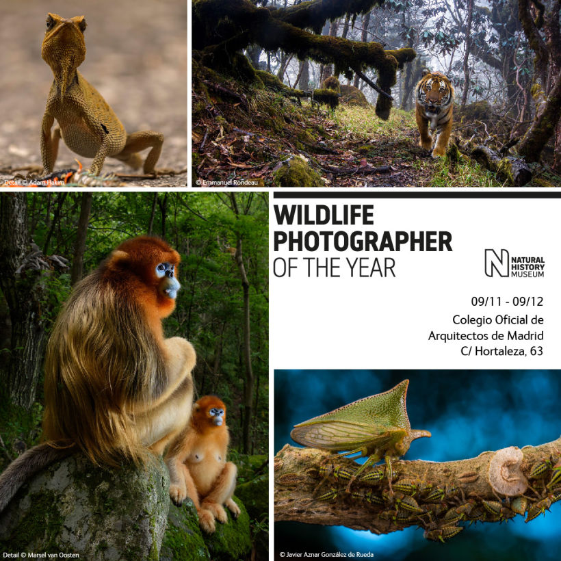 Cartel para la exposición Wildlife Photographer of the Year -1
