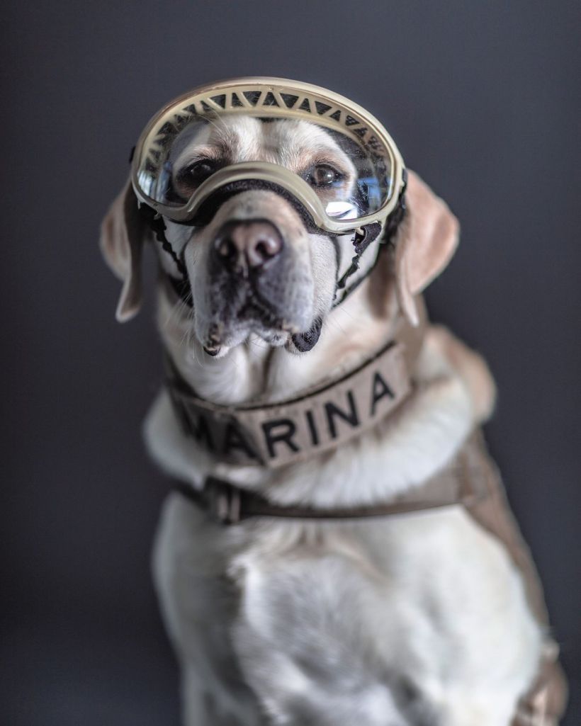 Los perros rescatistas de la Marina son retratados por Santiago Arau 3