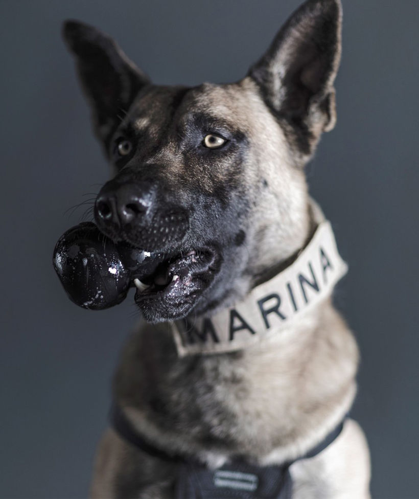 Los perros rescatistas de la Marina son retratados por Santiago Arau 5