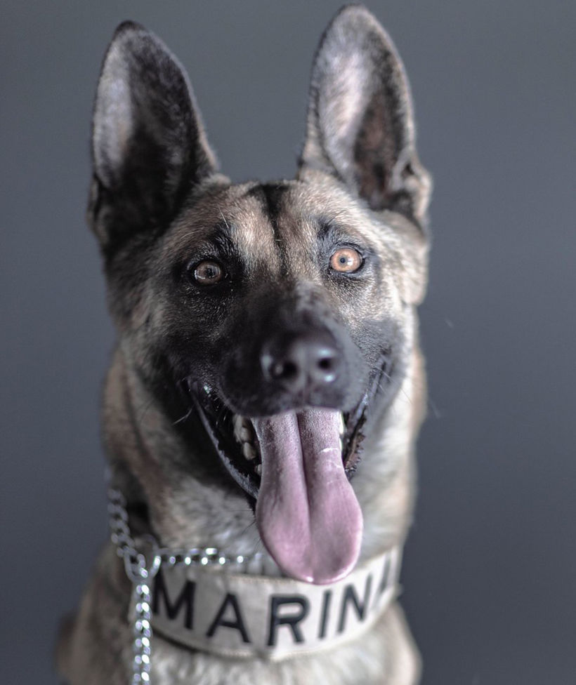 Los perros rescatistas de la Marina son retratados por Santiago Arau 6