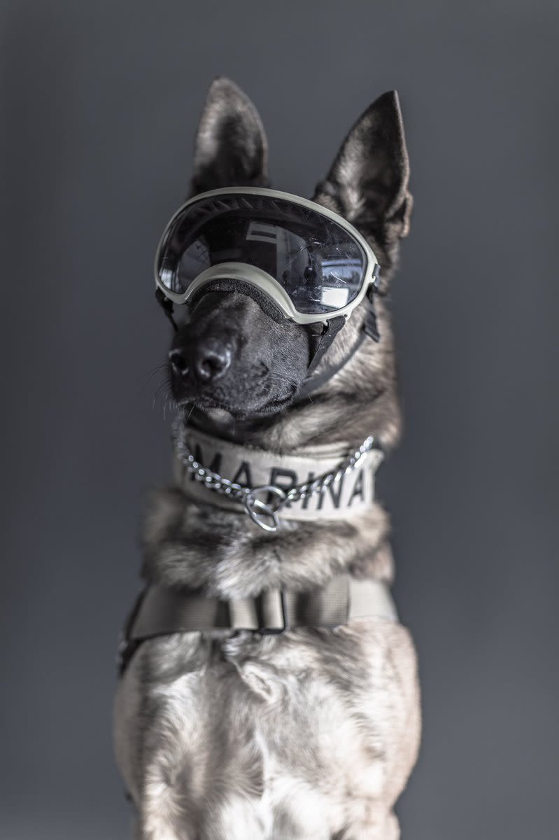 Los perros rescatistas de la Marina son retratados por Santiago Arau 7