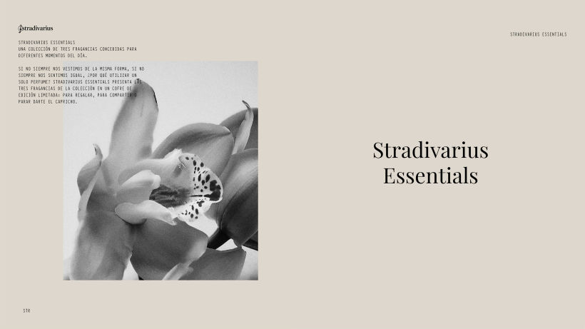 Stradivarius Essentials | Packaging 0