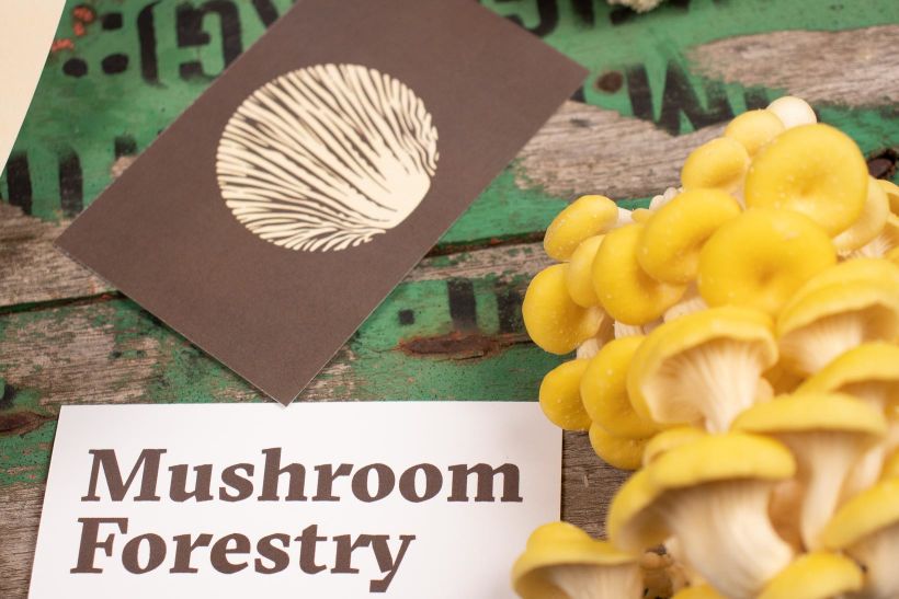 Mushroom Forestry (Logotipo) 4