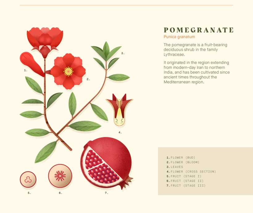 Botánica. Colección de ilustraciones de plantas. 4