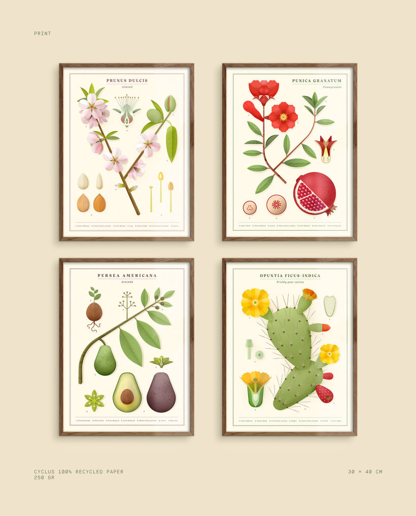 Botánica. Colección de ilustraciones de plantas. 8