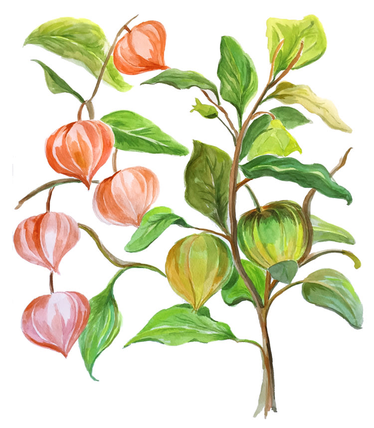 Mi Proyecto del curso: Ilustración botánica con acuarela, PHYSALIS. 0
