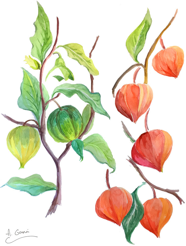Mi Proyecto del curso: Ilustración botánica con acuarela, PHYSALIS. 1
