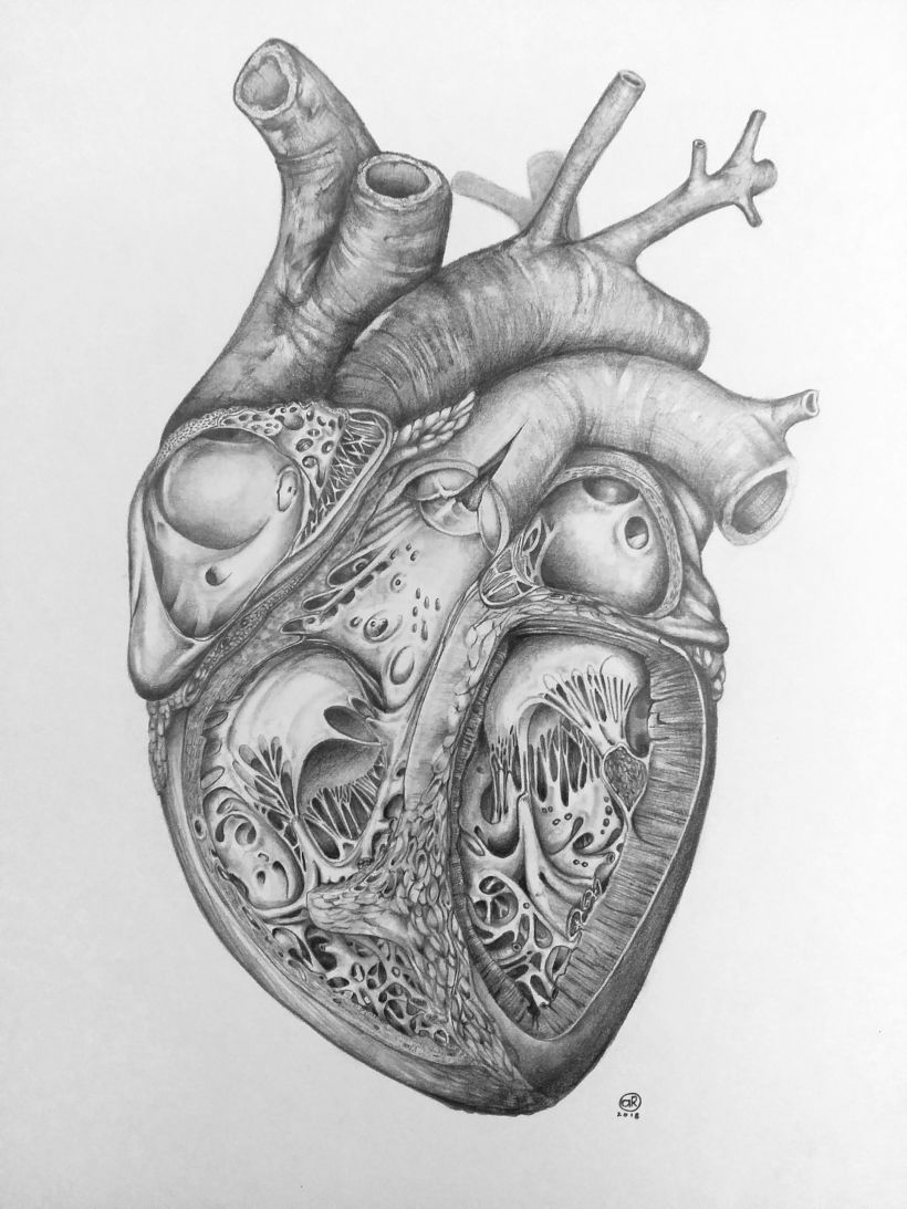 Corte transversal de Corazón Humano 0