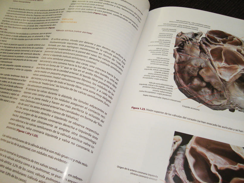 Editorial. Atlas de anatomía cardíaca 1