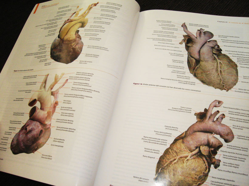 Editorial. Atlas de anatomía cardíaca 2