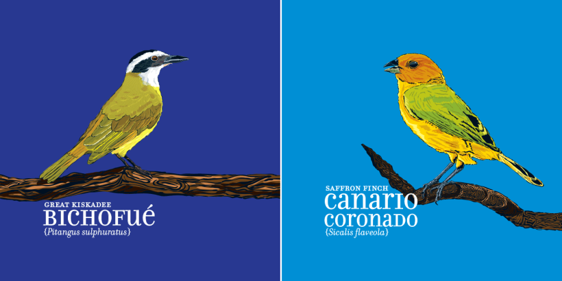 Calendario Aves de Medellín 4