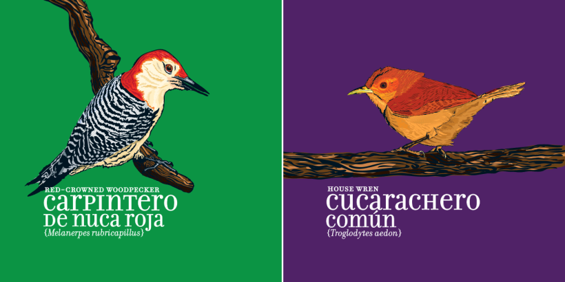 Calendario Aves de Medellín 5