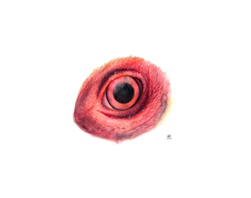 Ilustración Detalle de ojo Gallo Marans - Acuarela 21,5x27,9cm