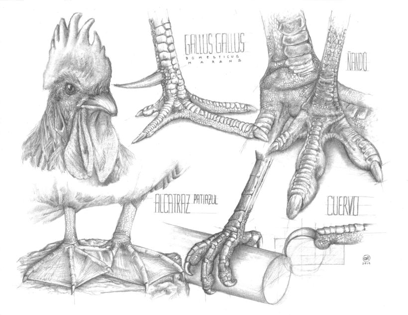 Ilustración análisis patas de aves - Grafito sobre durex 21,5x27,9cm