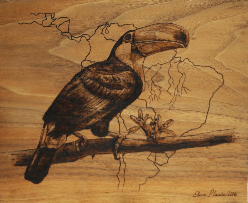 Toucan Drawing burned on walnut -1