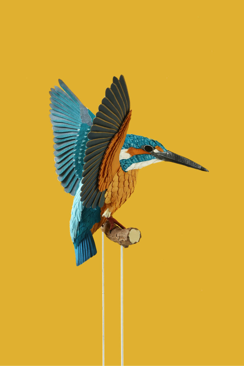 Kingfishers 3