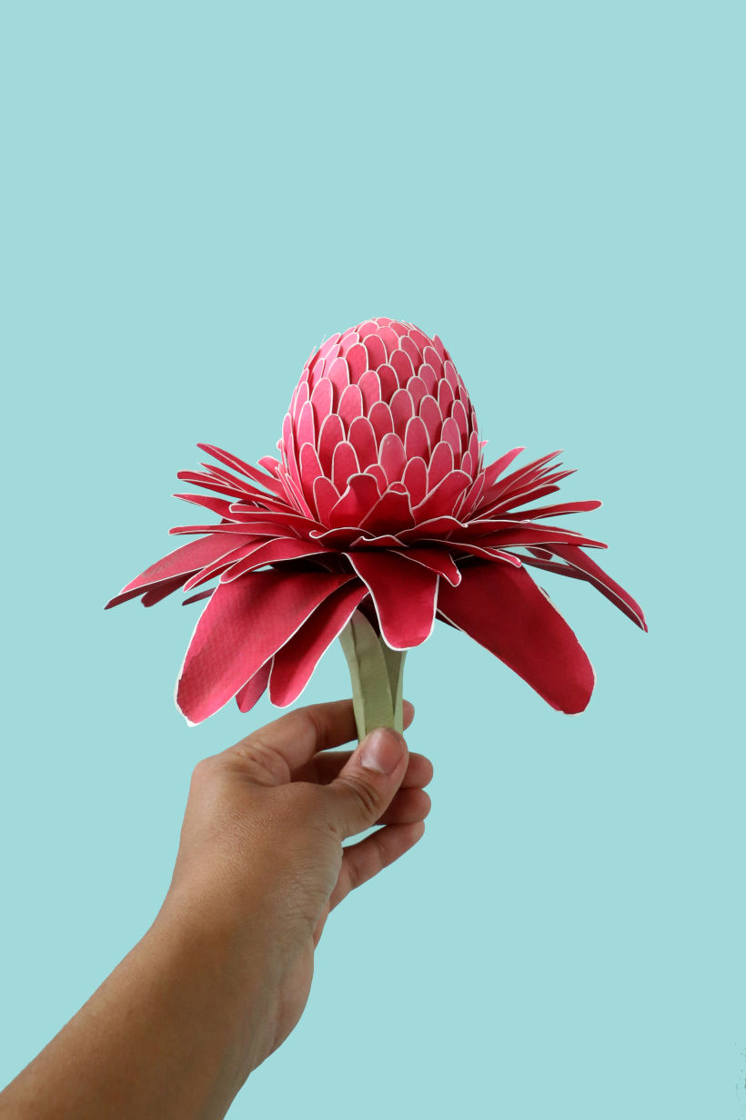Torch ginger 0