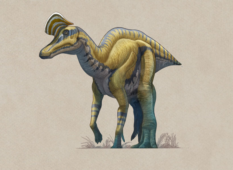 Corythosaurus casuarinus.