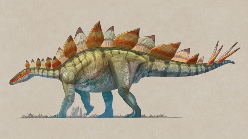 Stegosaurus ungulatus.