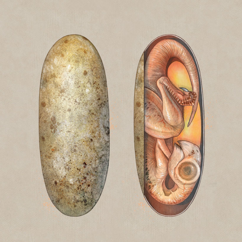 Huevo y embrión de oviraptórido.