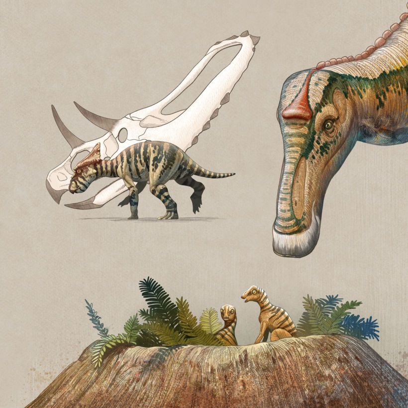 Crías de dinosaurio, arriba Chasmosaurus, abajo Maiasaura.
