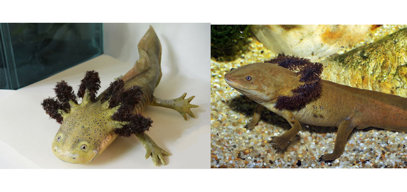 Axolotl basado en Ambystoma Dumerilii o Achoque de Patzcuaro (imagen derecha) Cartonería y fibras sintéticas.