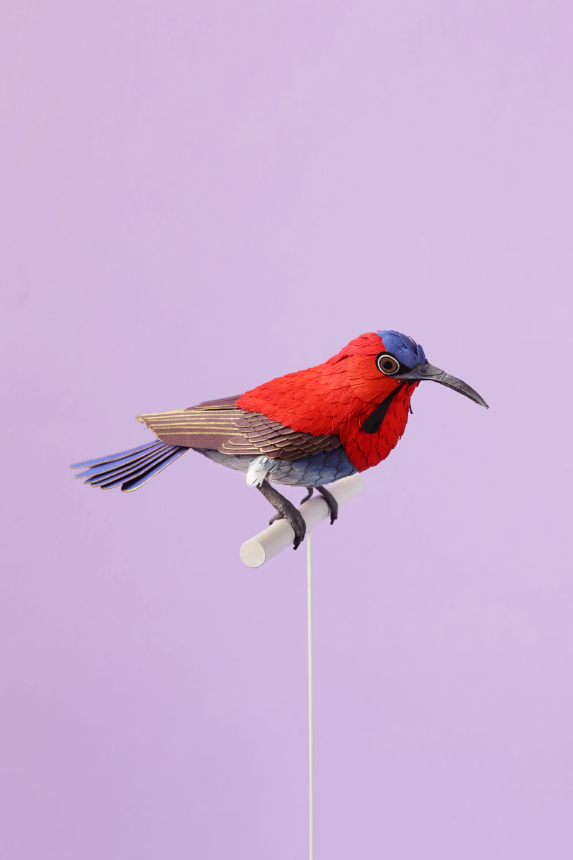 Crimson sunbird  0