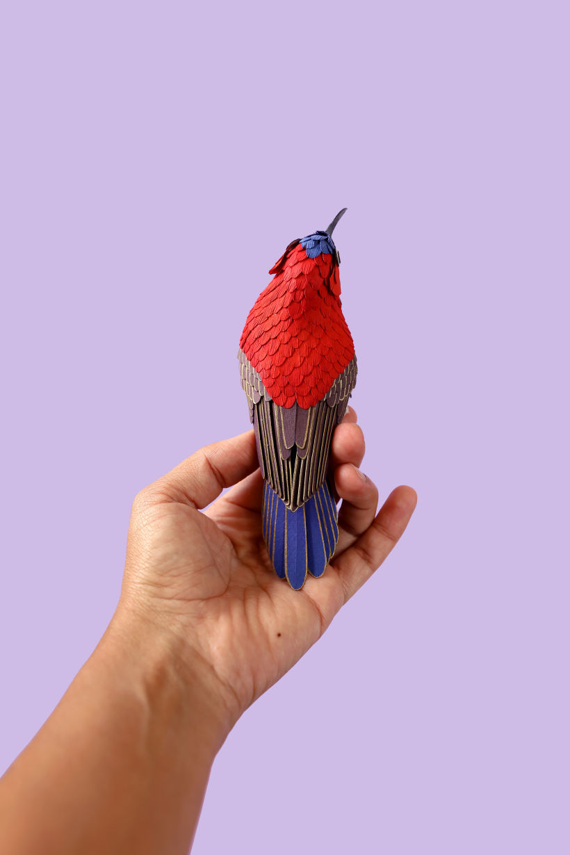 Crimson sunbird  1