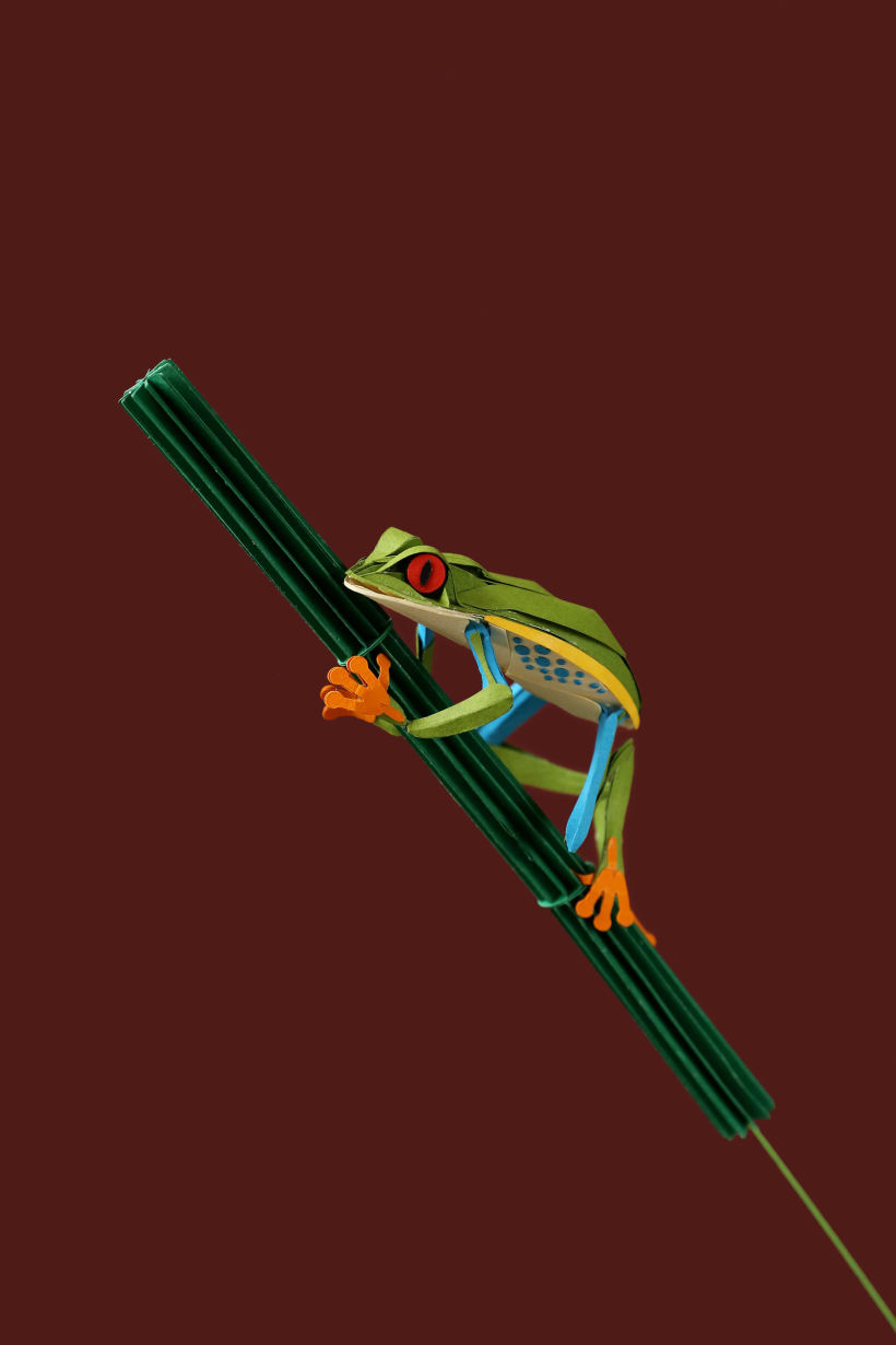 Red eye tree frog.  0
